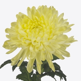 Chr G Magnum yellow — Магнум жел