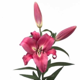 Li Or Robina — Лилия Робина (красная)