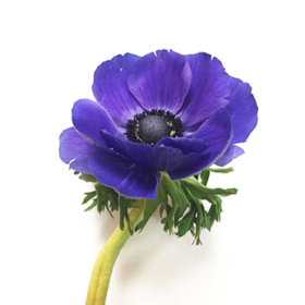 Anemone Mistral blue — Анемон «Мистраль» (синий)