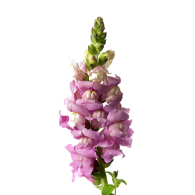 Antirinum pink — Антиринум розовый
