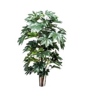 Aralia 60 — Аралия 60 см