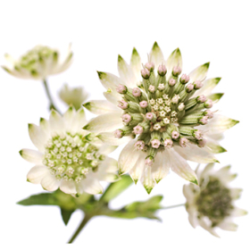 Astrantia wit — Астранция бел