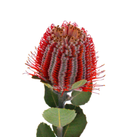 banksia — Банксия