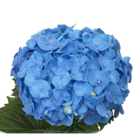 Hydr Verena Blue — Гортензия верена синяя