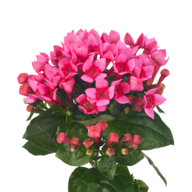 Bouvardia royal rose — Бувардия роял роз