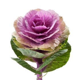 Brassica pink — Брассика розовая