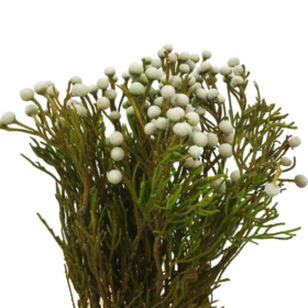 Brunia Silver — Бруния Серая