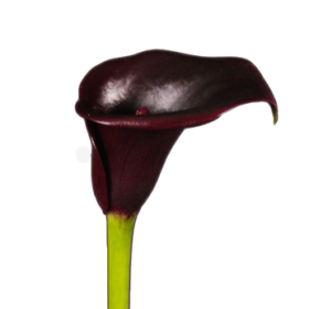 Calla Cantor — Калла кантор