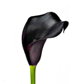 Calla black — Каллы баклаж / черные