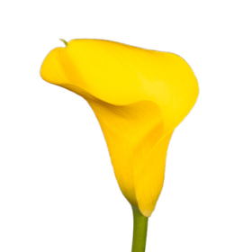 Calla gel / Capt aguila (gold medal) -Каллы жёлтые Captain Aguila;Gold Medal