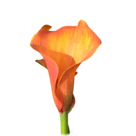 Calla orange / capt Safary — Калла оранжевая / сорт капитан Сафари