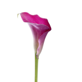 Calla pink / capt Promis — Каллы розовые / сорт капитан Промис