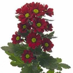 Chr Sant Adora — Сантини Адора (красная)