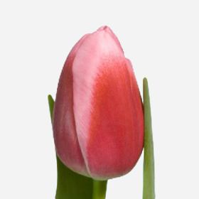 Tu Circuit — Тюльпан Циркуит