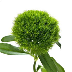 Di Green Trick — гвоздика грин трик