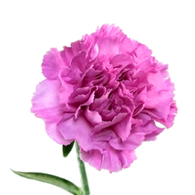 Di Moonaqua — Гвоздика Луна «мунаква»