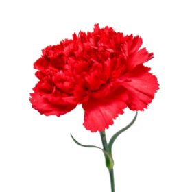 Di Moonshade — Гвоздика Луна «муншаде»