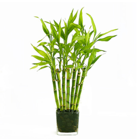 Dracena / bamboo — Бамбук