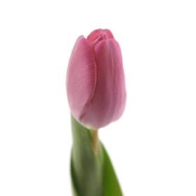 Tu Dynasty — Тюльпан Династия