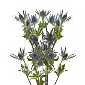 Eryngium — Эрингиум
