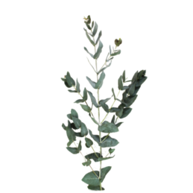 Euca Baby Blue — Эвкалипт беби блю