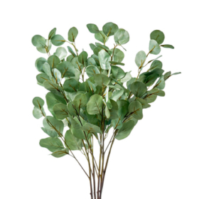 Euca Populus — Эвкалипт популис