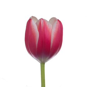 Tu Furand — Тюльпан Фуранд