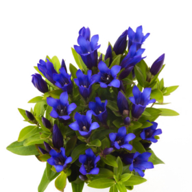 Gentiana Sky — Гентиана синяя