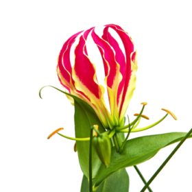 Gloriosa — Глориоза