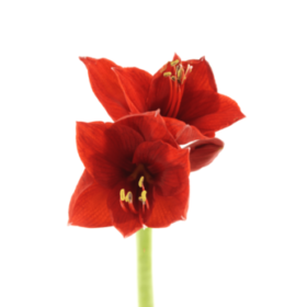 Hipp red — Амариллис красный