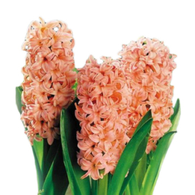 Hyacinthus Apricot Passion — Геоцинт априкот