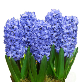 Hyacinthus blue — Геоцинт синий
