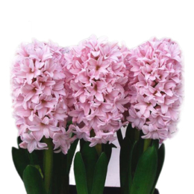 Hyacinthus pink — Геоцинт розовый