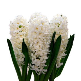 Hyacinthus wit — Геоцинт белый