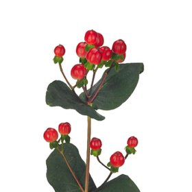 Hyper Coco calypso — Хиперикум калипсо красный