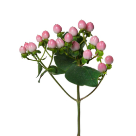 Hyper Coco bamboo — Хиперикум бамбук зелёный