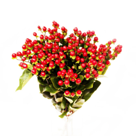 Hyper Coco diablo Spray — Хиперикум диябло куст красный