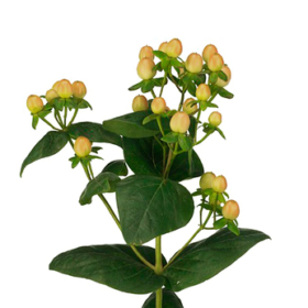 Hyper Coco yellow — Хиперикум желтый