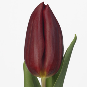 Tu Strong Love — Тюльпан Стронг лав