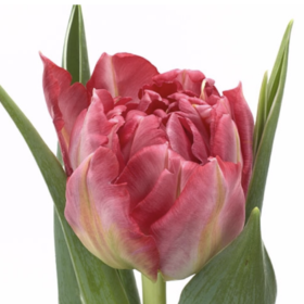 Tu Flash Point -Тюльпан Флеш поинт