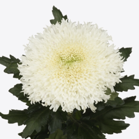 Chr G Etrusko Wit — Эльтрушка белая