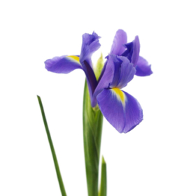 Iris Blue Magic — Ирис блю меджик синий