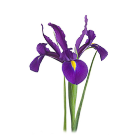 Iris Hong Kong — Ирис гонк Конг синий