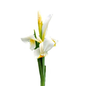 Iris Wit — Ирис белый