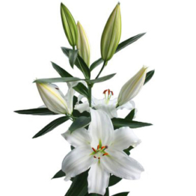 Li Or Asterian — Лилия Астериян