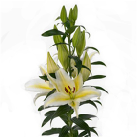 Li Or Signum — Лилия Сигнум