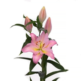 Li Or Table Dance — Лилия Табле данс