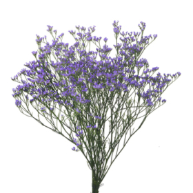 Limonium blue — Лимониум синий