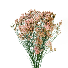 Limonium pink — Лимониум розовый