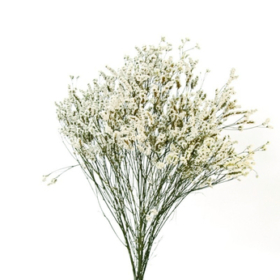 Limonium wit — Лимониум белый